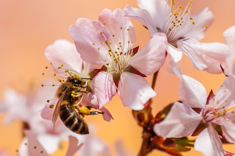 Bee-Friendly Gardens