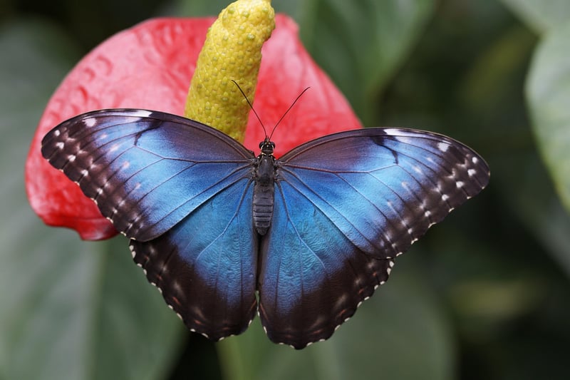 Butterfly Habitats