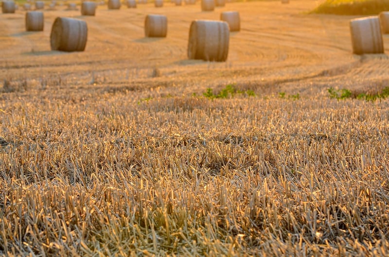 Sharing Harvests