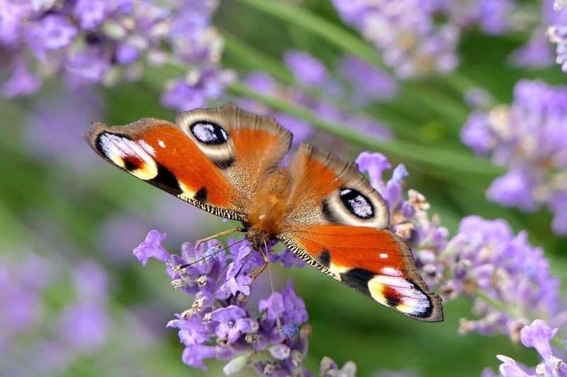 Butterfly Habitat