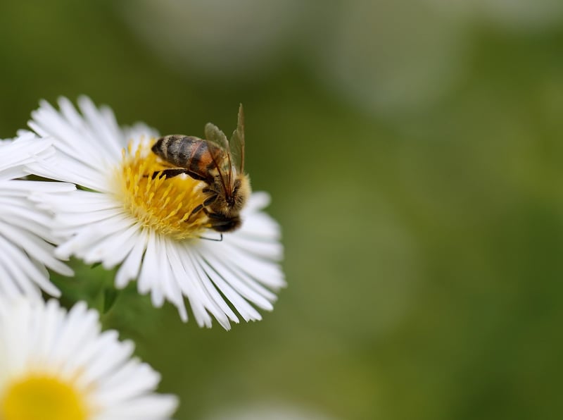 Bee-Friendly Garden