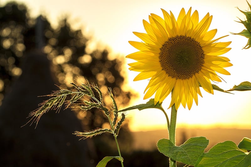 Sunlit garden